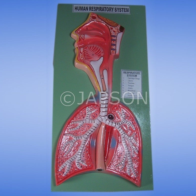 Human Model, Respiratory System Human Model, Respiratory System